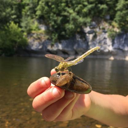 Faune de la rivière